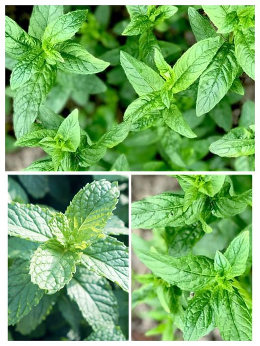 Лилейник, лилия, сантолина, сальвия, кареопсис, мята, кустарник