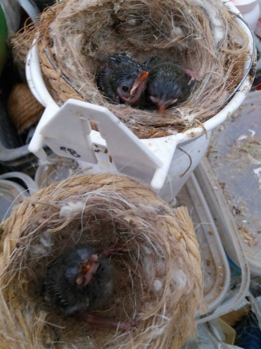 Casais de rouxinois do japão anilhados   2025 outras aves