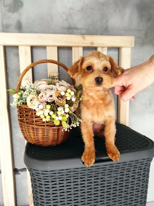 Мальтіпу хлопчик