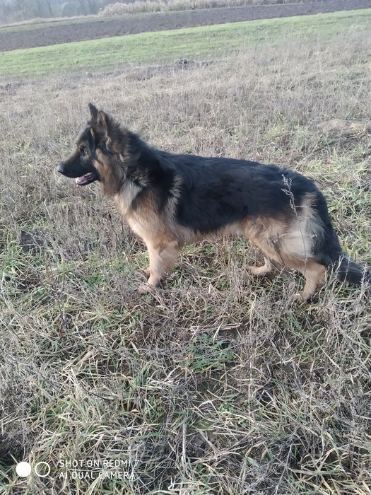Чистокровний кобель німецької вівчарки для в'язки.