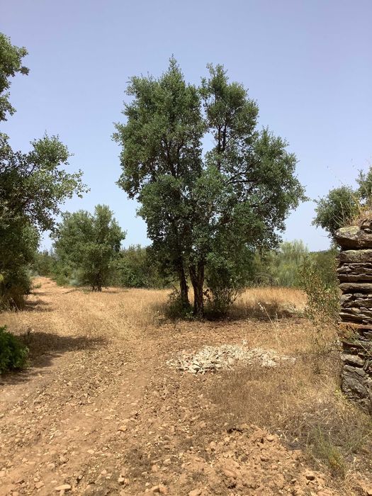 Terreno de 30300 m2 em Mouriscas, Abrantes