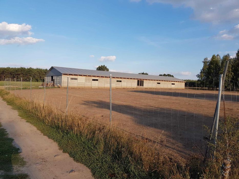 Gospodarstwo rolne, kurnik produkcyjny - gmina Poddębice
