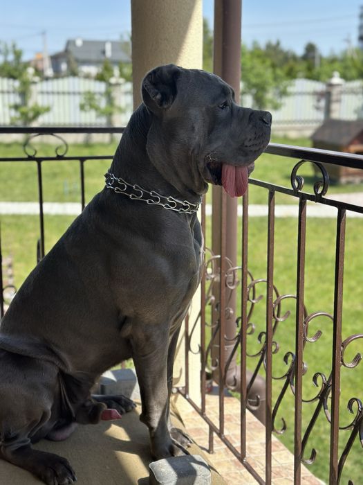 Вʼязка кобеля кане корсо