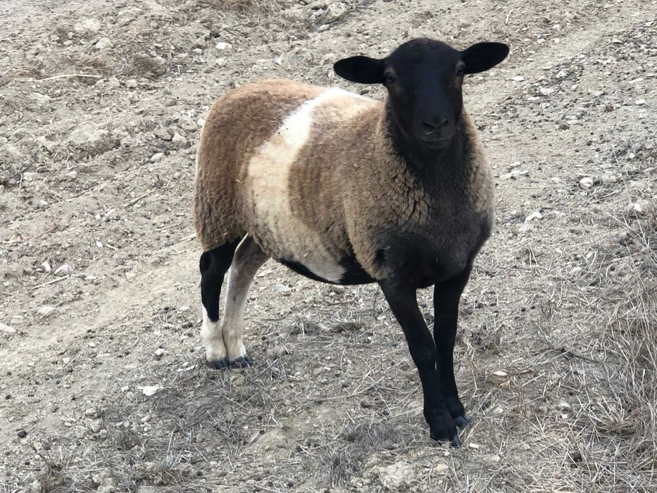 Ovelha Dorper Cruzada de 6 meses