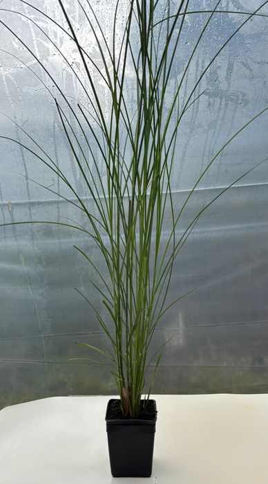 Miskant Gracillimus , Morning Light, Red Chief ,Zebrina