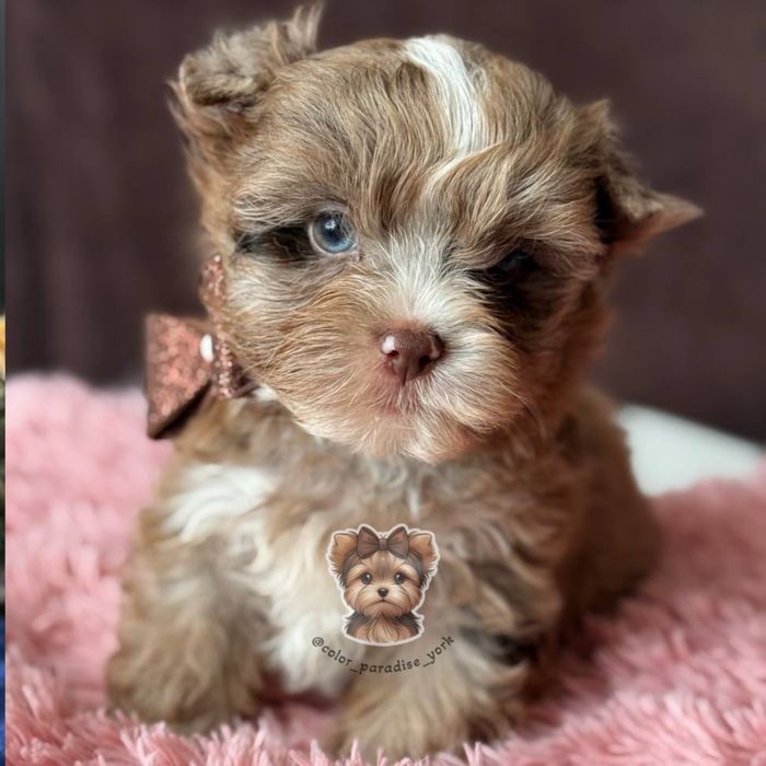 Цуценя  Йорк Шокомерле