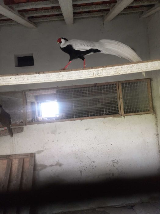 Vendo 2 machos faisões prateados novos