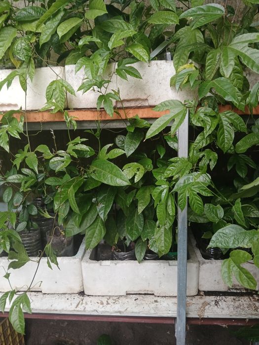 Plantas Maracujá Rubi do Cerrado