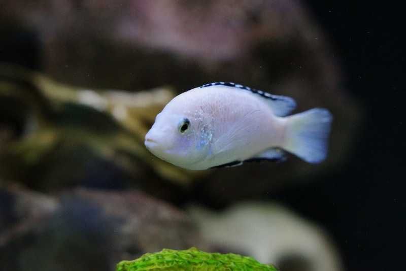 Caeruleus Nkhata Bay (Brancos) - White Lab