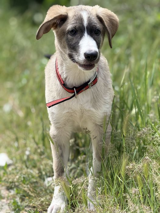 Цуценя безкоштовно