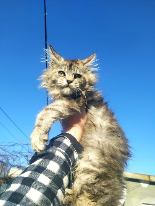 Свободна девченка