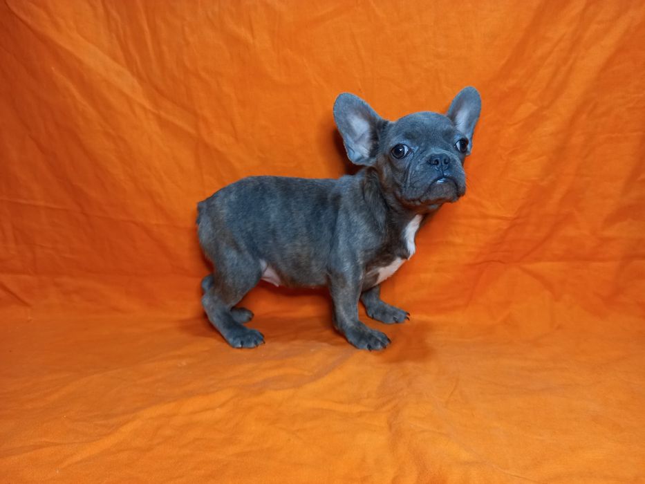 Голуба дівчинка булька.