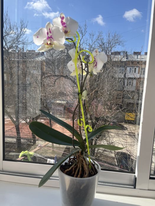 Орхідея біла з фіолетовим