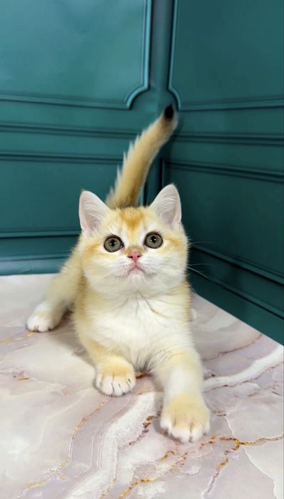 Британські кошенята дівчата та хлопці