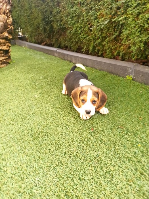 Beagle Tricolor LOP / Afixo / Pedigree