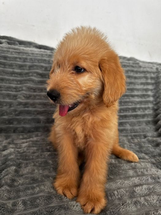 Labradoodle  piesek  Kubuś