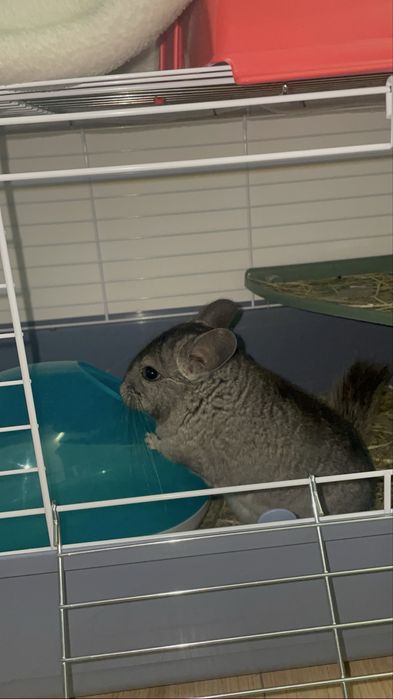 Chinchila cinza
