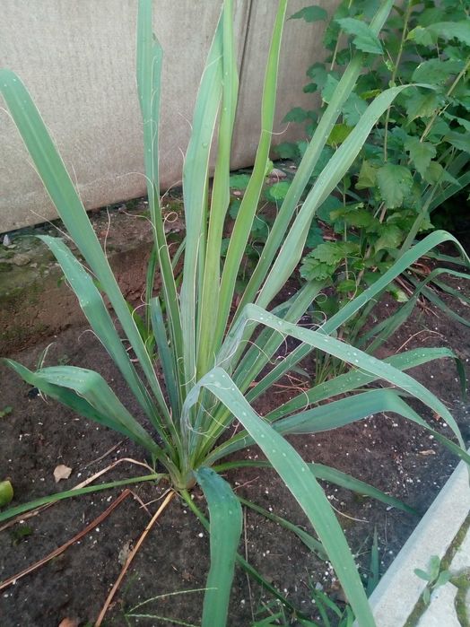 Юкка вечнозеленая, плющ вечнозеленый