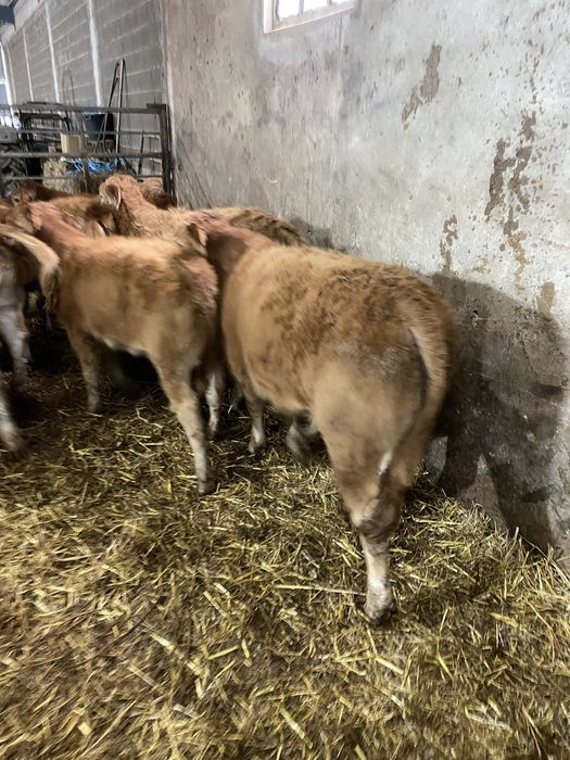 Vitelas e vitelos Limousines