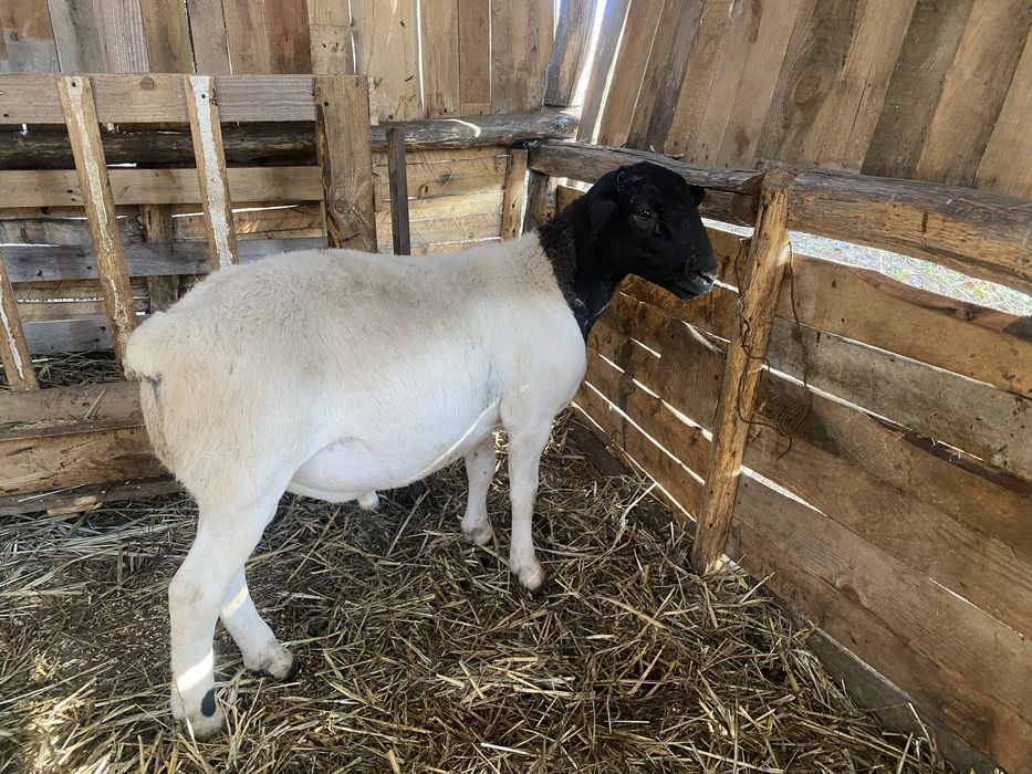 Дорпер 100% вівці барани овечки ягнята