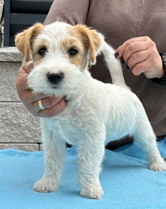 Jack russel terrier suczka szczenie fci
