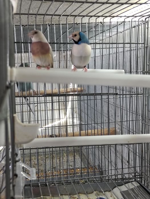 Casal diamante gould