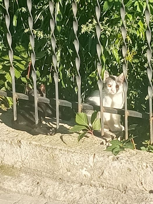 Кошенята шукають домівку
