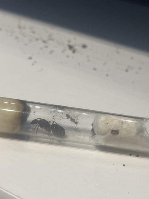 Camponotus turkestanicus 1q 1w