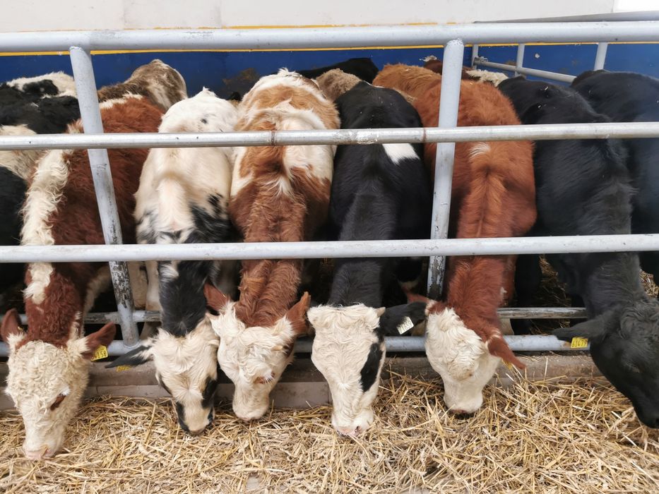 Odsadki mięsne limuse Angus hereford simental szarolez