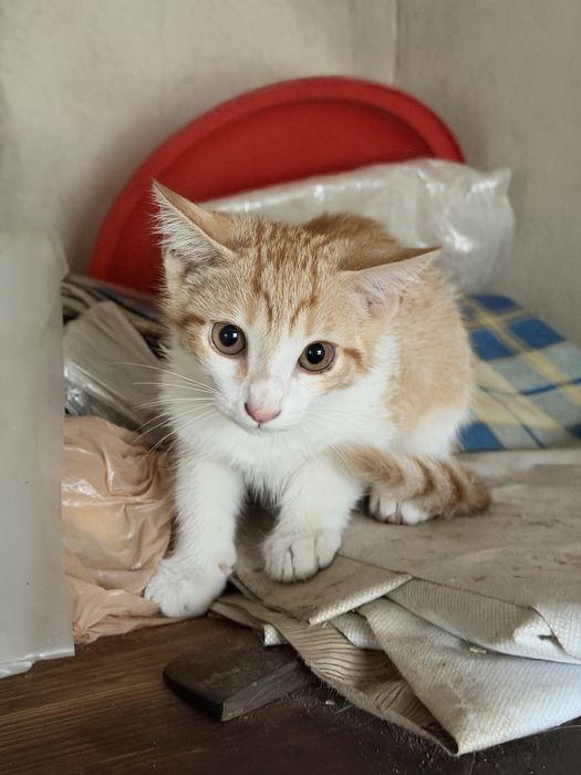 Gatinho para adocao responsavel