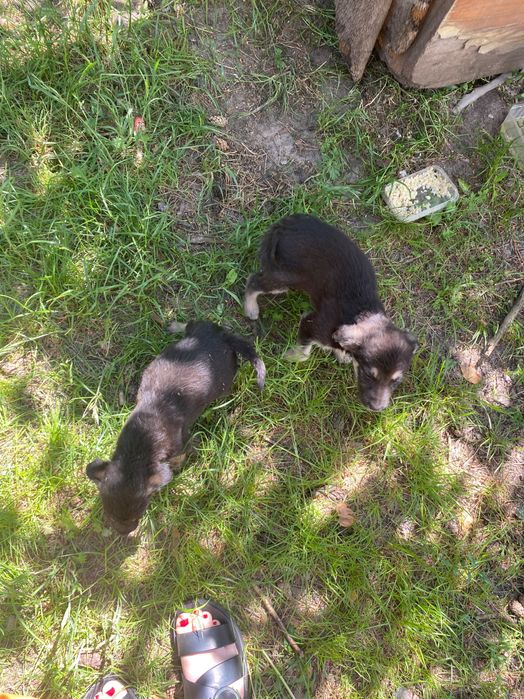 Безкоштовно собачки