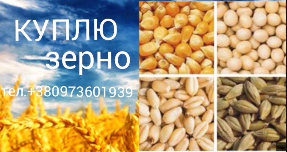 Пшениця урожай 2025року