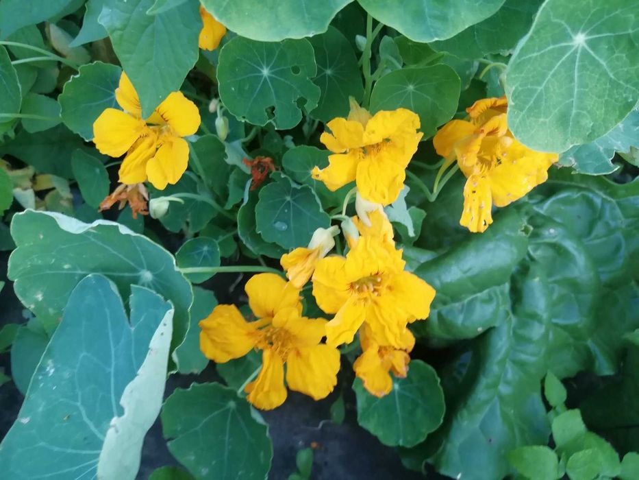 Свіже, якісне насіння овочів, пряних, квітів на вагу,  опт, роздріб.