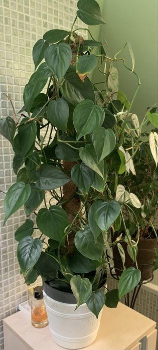 Fioldendrron pnacy zielonolistny