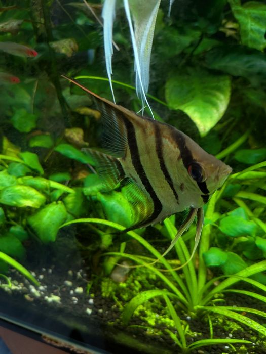 Vendo 3 escalares de cerca de 5 cm