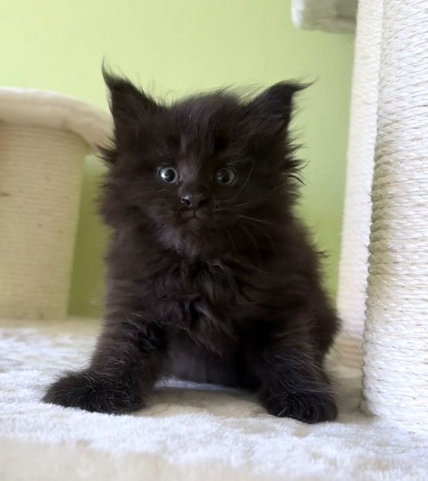 Maine Coon - czarna koteczka ! Po importach !