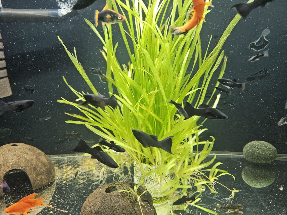 Molinezje i mieczyki