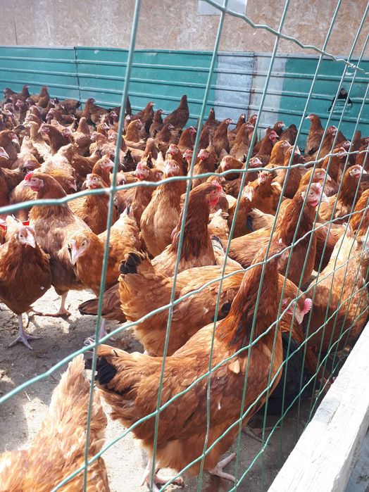 Kury nioski młode Rosa Messa Dominant Leghorn z wolnego wybiegu Dowóz