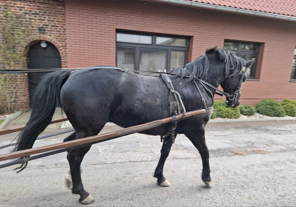 Kara klacz 5 lat po ogierze Epolet