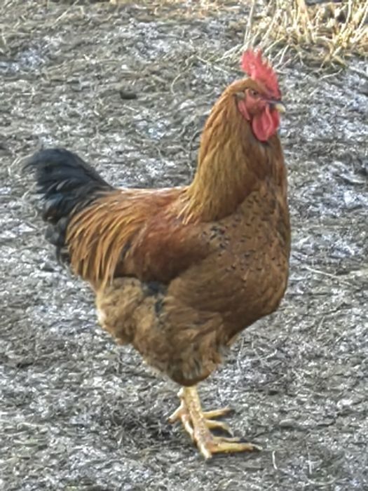 Koguty sprzedam Duży wybór