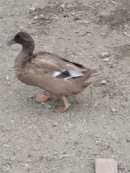 Koguty kury koguty kaczki welsh harlequin i khaki campbell