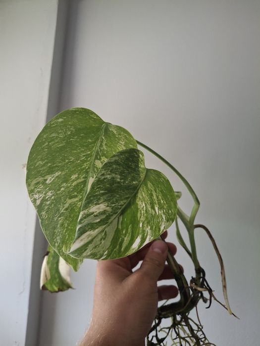 Monstera variagata