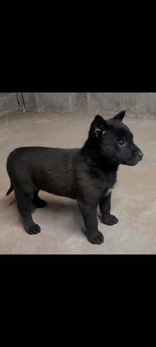 Owczak Belgijski Malinois czarny suczka