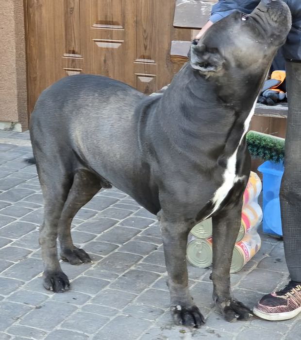 Oddam dorosłego psa cane corso