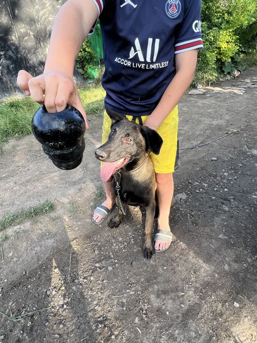 Цуценята малінуа, бельгійська вівчарка
