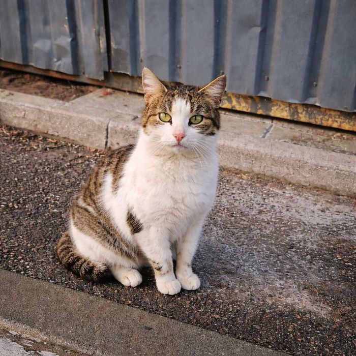 На вулиці гине маленька домашня кішечка!