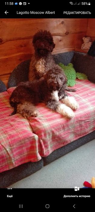 Лаготто романьоло щенята,родовiд FCI