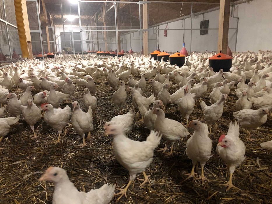 Kury Nioski LEGHORN 10 Tyg Wyprzedane