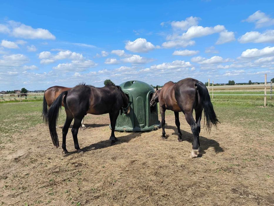 WOLNY BOKS! Pensjonat dla koni