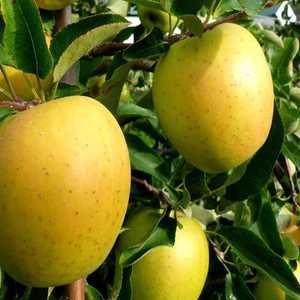 Macieira dourada resistente às doenças